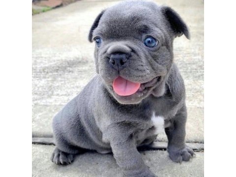 A kalite dişi erkek blue french bulldog yavrularımız
