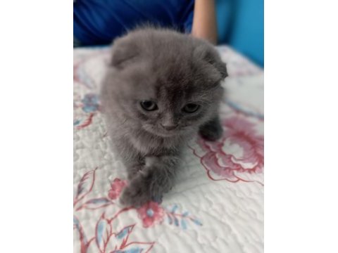 Çok tatlı dişi scottish fold kedim