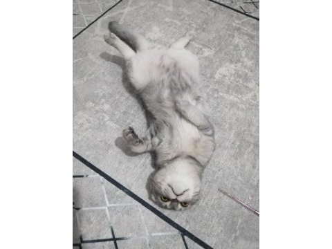 British longhair ile scotish shorthair