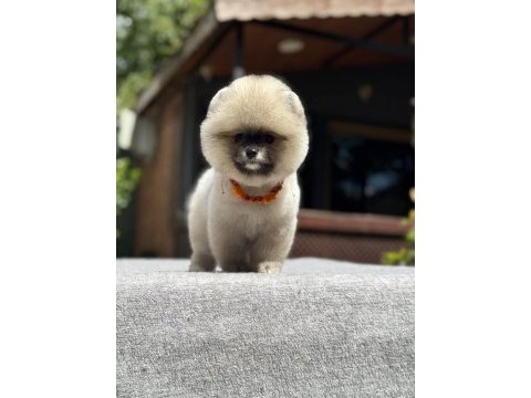 Yavru pomeranian boo köpekler