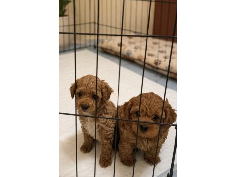 Maltipoo mini boy bebekler