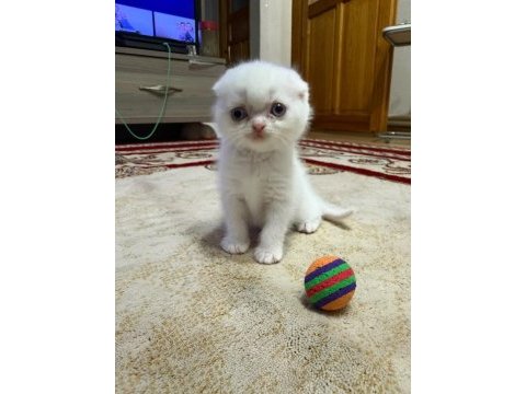 Scottish fold bulu point yavrular