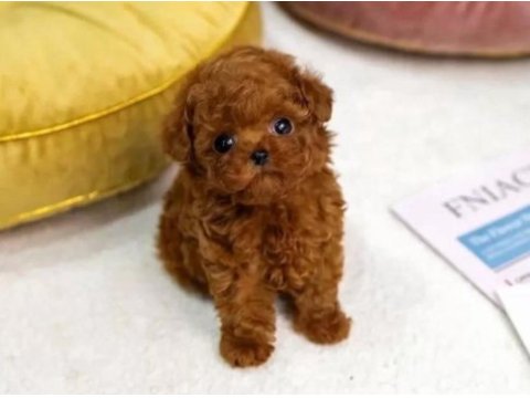 Orjinal toy poodle erkek dişi red yavru şecereli anne baba