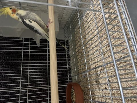 1.5 yaşında bilezikli pied erkek sultan papağanı