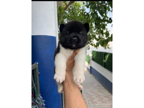 American dev akita aslanlar