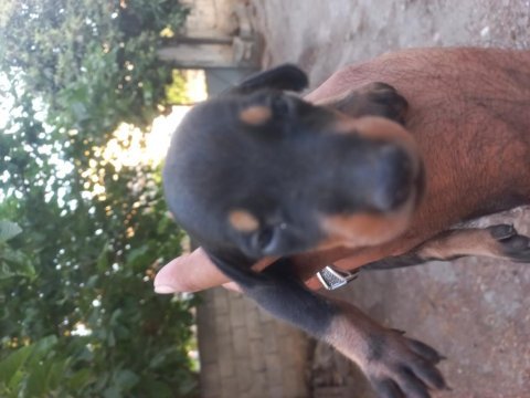 Sahiplendirme doberman
