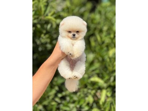 Pati ver sizler için burada pomeranian
