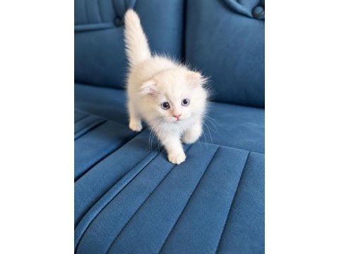 Beyaz mavi gözlü erkek scottish fold longhair yavru