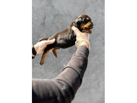 Doberman erkek yavruları