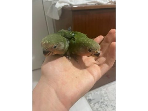Ele omuza alışkın el beslemesi yapılmış takım sevda