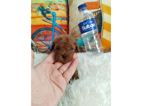 Kore ırk ve saglık garantılı poodle