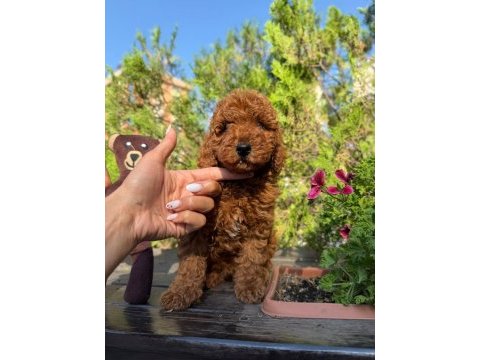 Safkan orjinal kore kurabiye poodle yavruları
