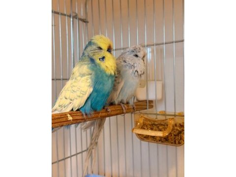 Show jumbo muhabbet kuşu