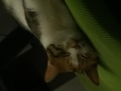 Evcil hayvanımız ekmek çok tatlıdır
