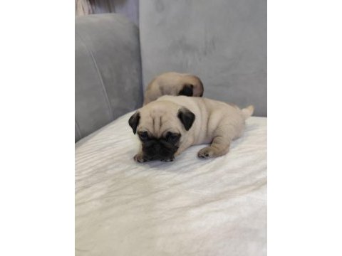 Kaliteli pug mops yavrular