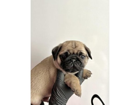 Pug mops safkan yavrularım