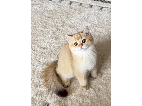 Safkan british shorthair golden by11 erkek yavru