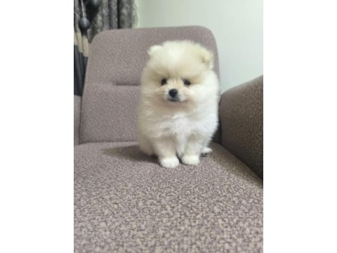 Sağlık ve ırk garantili pomeranian minikler