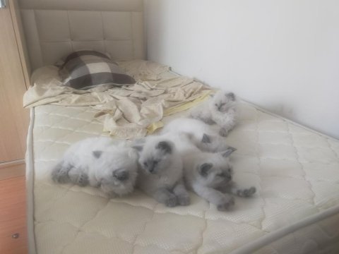 Bluepoint 2 aylık yavrular british longhair