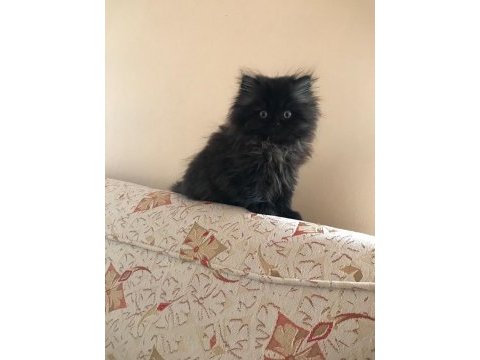 Turuncu ve siyah iran kedisi
