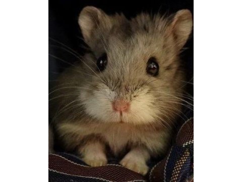 Hamster-gonzales yavrularımız heryere gönderim