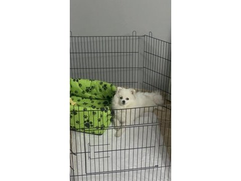 Tuvalet eğitimli aşıları tam oyun oynar pomeranian
