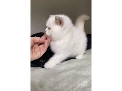 Safkan british shorthair chocolatte point erkek