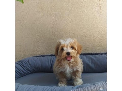 Teslime hazır maltipoo yavrularımız