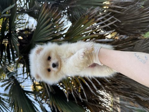 Pomeranian boo 