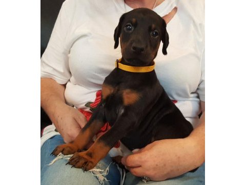 Doberman yavrularımız