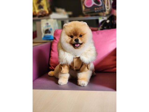 10 aylık pomeranian boo erkek ayı surat