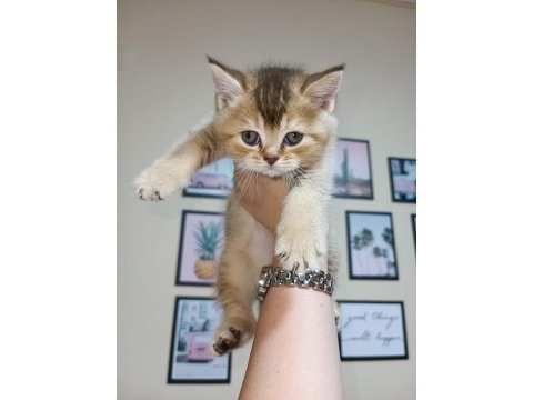 Minik yavrum golden british shorthair