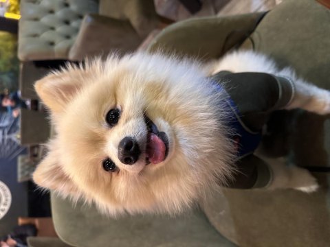 Pomeranian