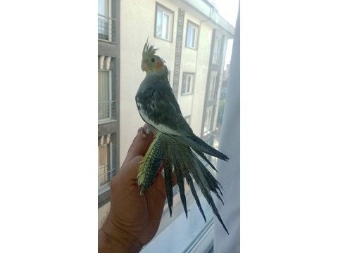 Ev üretimi sultan papağanı