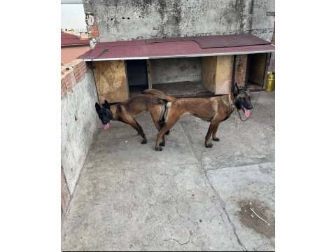 Erkek yavru belçika kurdu
