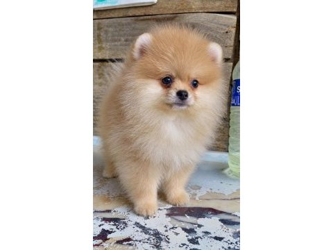 Orijinal pomeranian boo dişi yavru