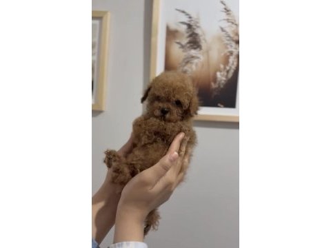 Teacup red ve red brown dişi erkek poodle yavrular