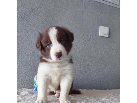 Border collie yavrular
