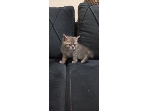 Oyuncu british shorthair yavruları