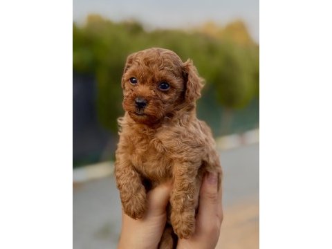 Yasal çiftlikten kurabiye tadında poodle yavrular