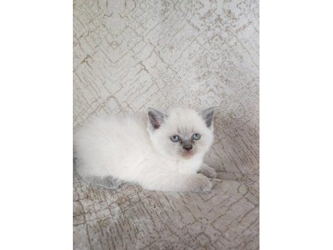 Kaliteli sağlıklı british shorthair yavrular