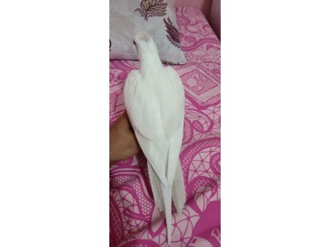 9 aylık kırmızı göz albino sultan papağanı