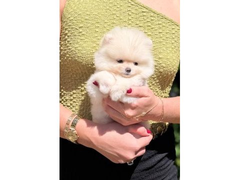 Sağlık ve ırk garantili pomeranian