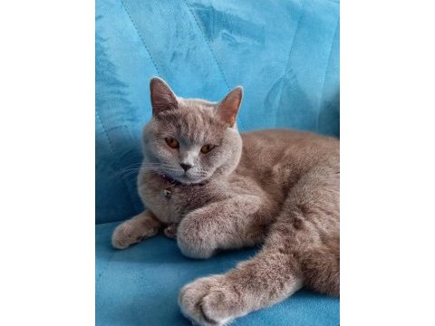 8 aylık british shorthair dişi tuvalet eğitimi vardır