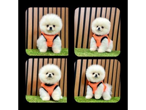 Erkek dişi pomeranian yavrular