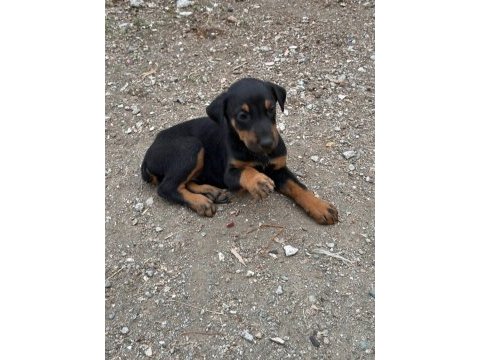 Kızıl ve siyah doberman yavrular