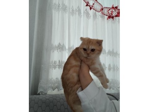 Safkan ev ortamında büyümüş uygun scottish fold