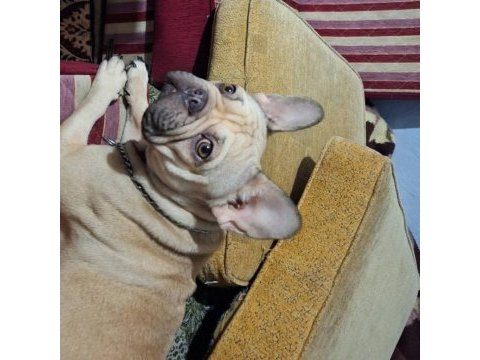 French bulldog köpeğimiz 3 yaşında