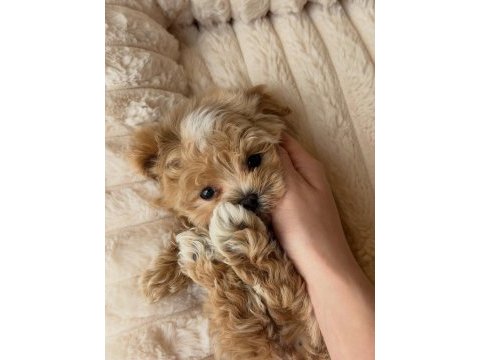 Sevimli maltipoo yavrumuz yeni ailelerini arıyor