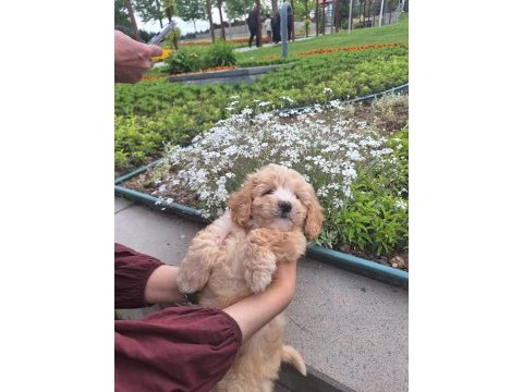4 aylık maltipoo